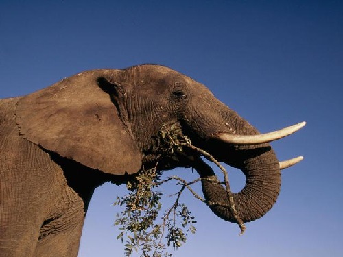 African savanna elephant (Loxodonta africana africana)