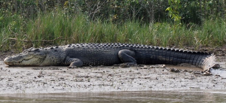 Crocodile-Bitarkanika-national-park