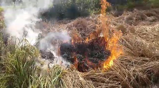 burning-rice-field-in-kalahandi