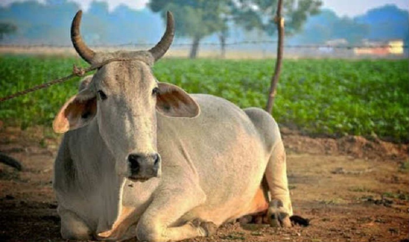 cow-indian