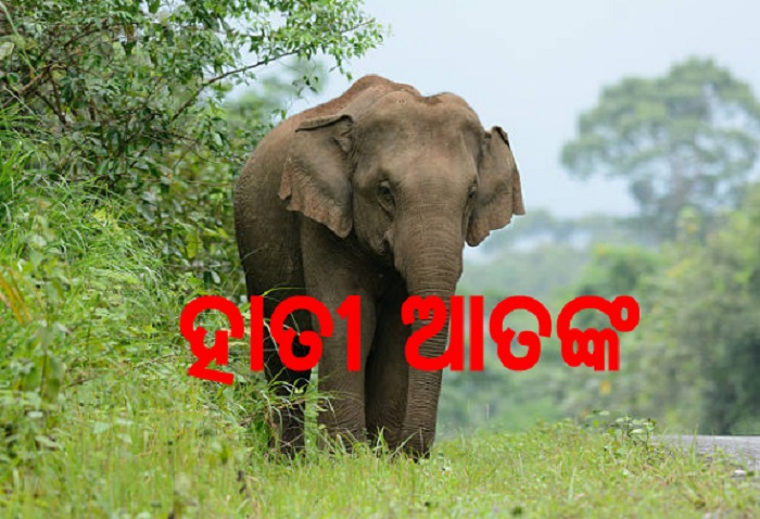 elephant12-1