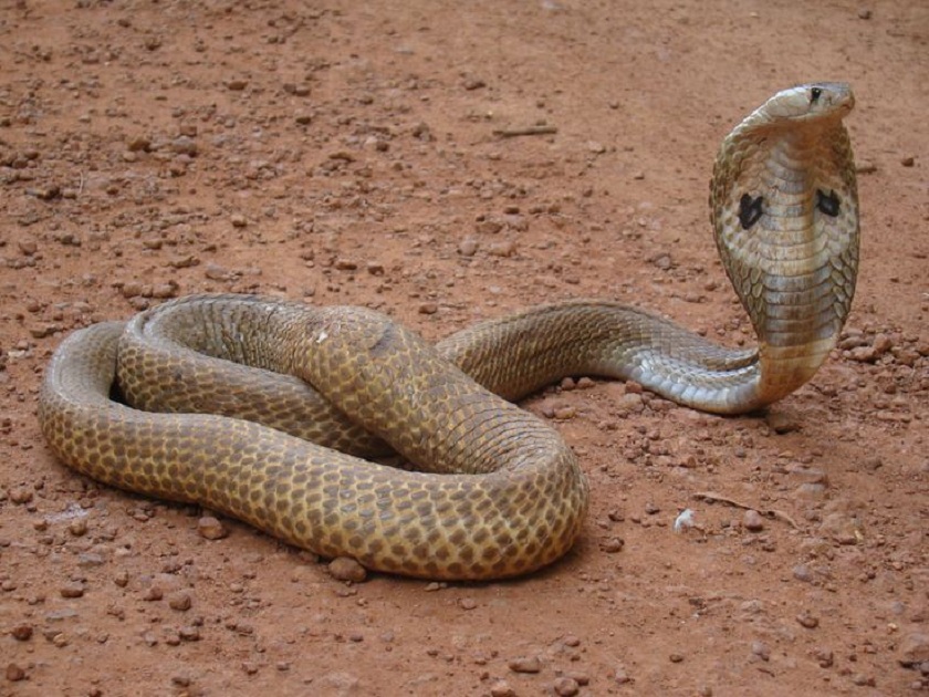 indian-cobra