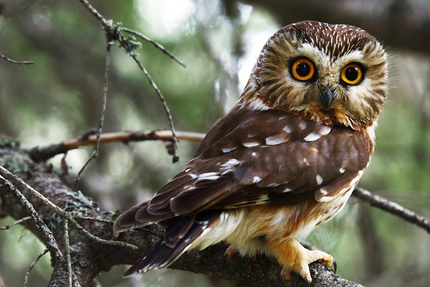 Northern-Saw-whet-Owl