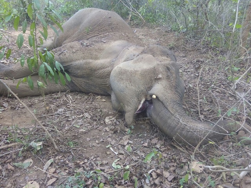 elephent death in dkl forest