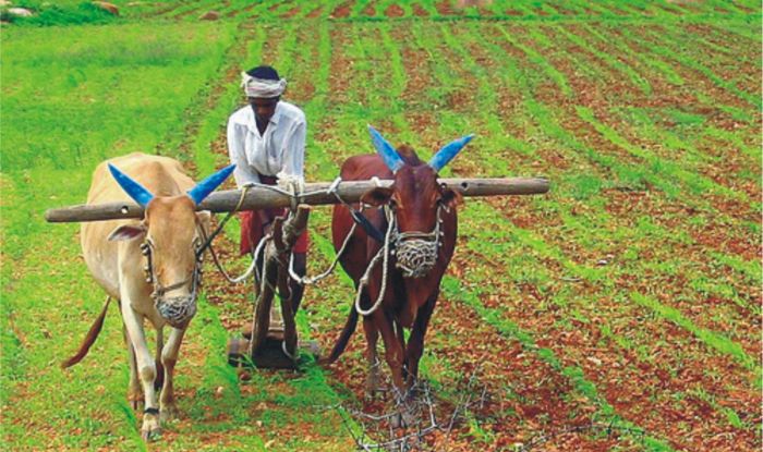 farmer