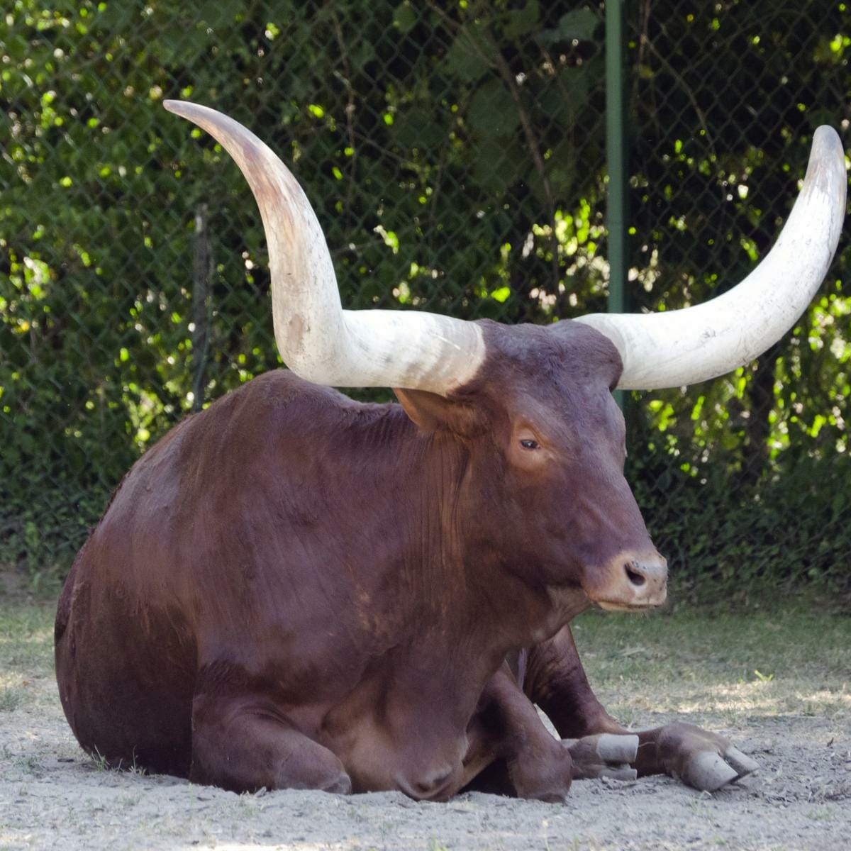 Ankole-Cattle