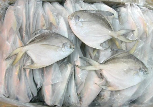 silver-pomfret-fish-595123