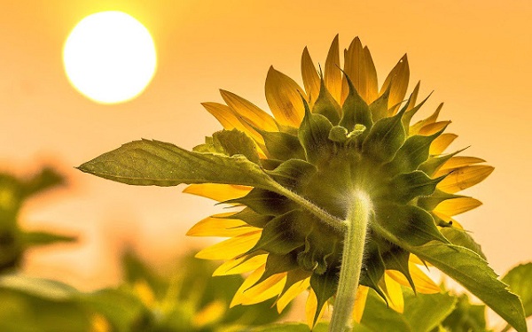 sunflower-facing-the-sun
