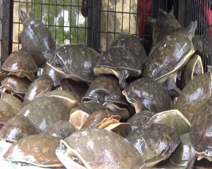 91-turtles-seized-and-two-arrested-for-smuggling