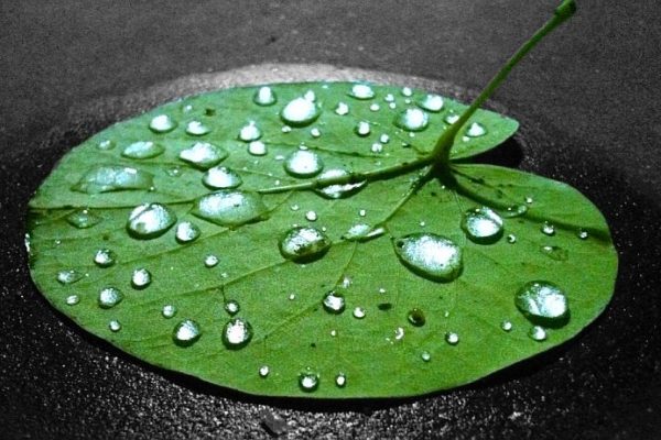 water_drops_on-leaf-600x400