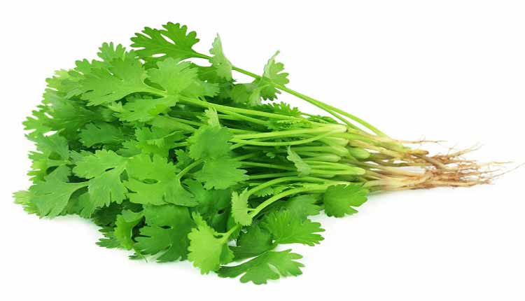 Coriander