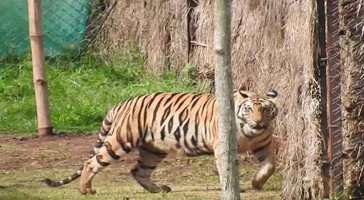 Man-eater-Tigress-Sundari-to-be-shifted-back-to-Bandhabgarh-1