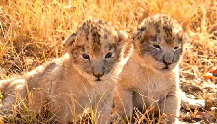 lion cubs final