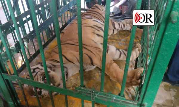 tiger-death-in-nandankanan