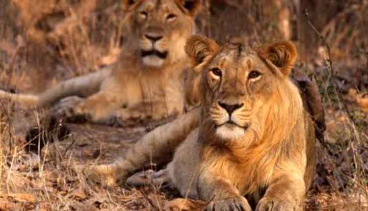 21-Lion-died-at-gir