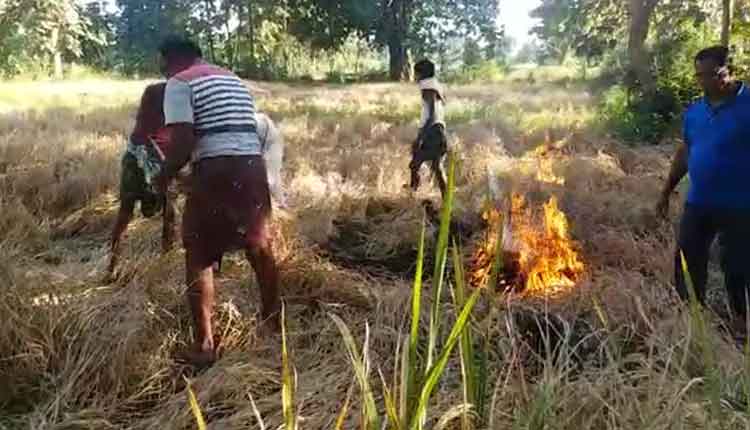 farmers-set-fire-to-crop-after-pesticides-fail-to-fight-chakada-pest