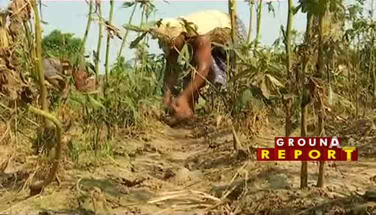 ganjam-vegetable-farmers-have-suffered-huge-losses-in-cyclone-and-heavy-rains
