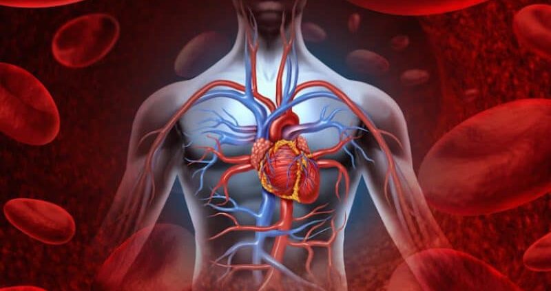 How-To-Improve-Blood-Circulation-In-The-Body-800x423