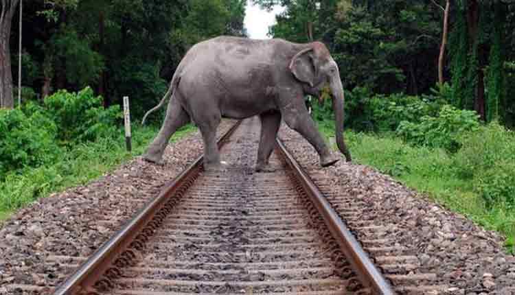 Machines-emitting-sound-of-swarms-of-bees-to-be-placed-along-rail-tracks-to-keep-elephants-away