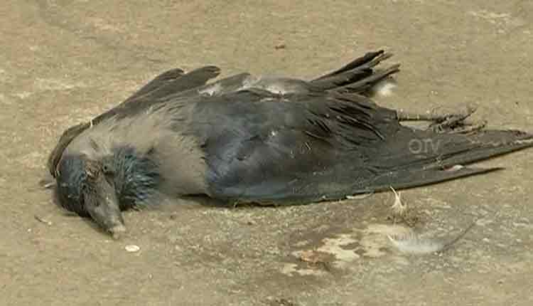 bird-flu-scare-hits-balangir-town-after-reports-of-mass-crow-deaths