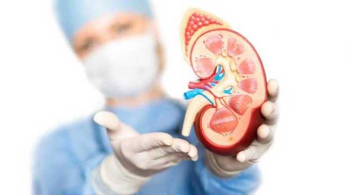 kidney-1