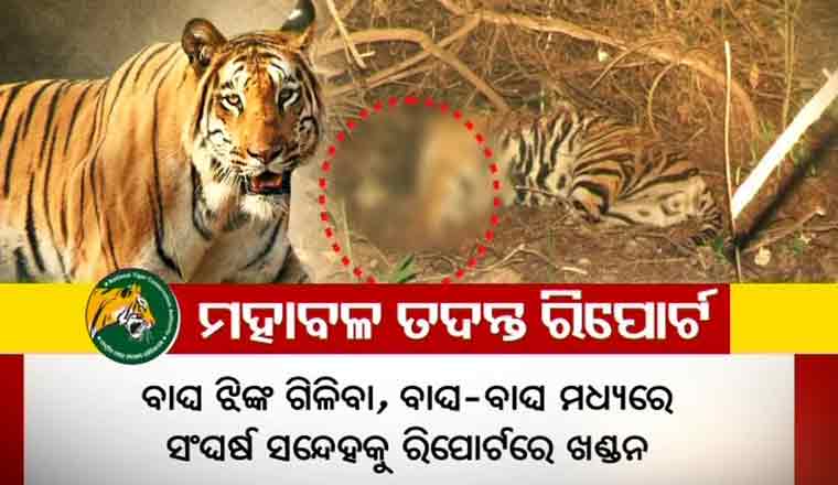 tiger-investigative-report