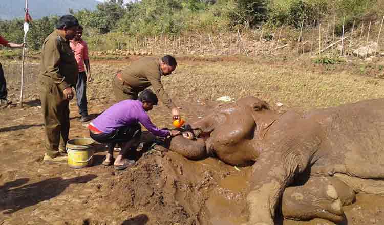 Ailing-elephant-which-was-under-treatment-dies-at-belghar-in-kandhamal-district