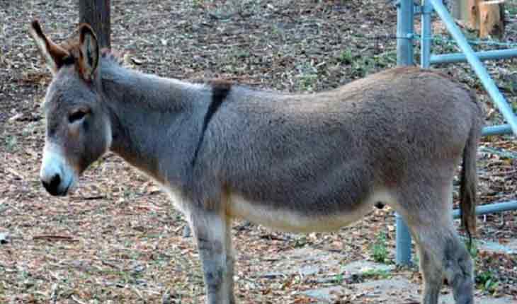 donkey-13