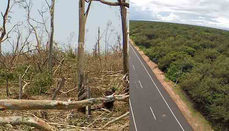 cyclone-destroy-balukhand-sanctuary-in-puri-district