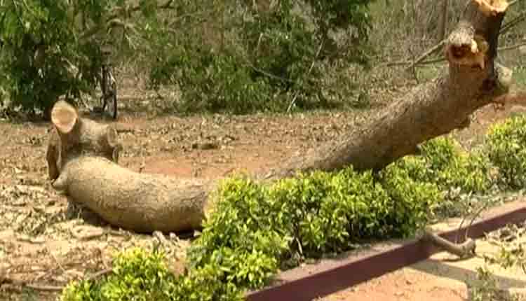 cyclone-fani-causes-heavy-damage-to-sanctuaries-and-wildlife1