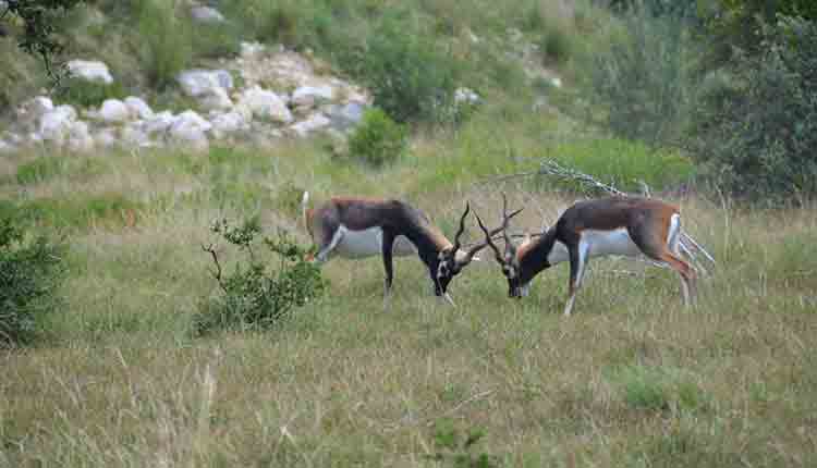 forest-deptt-to-buy-50-acre-of-land-for-blackbuck-deer-population