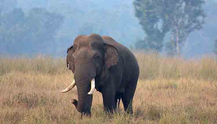 Carcass-of-an-elephant-found-in-kuldiha-sanctuary-in-baleswar-districts