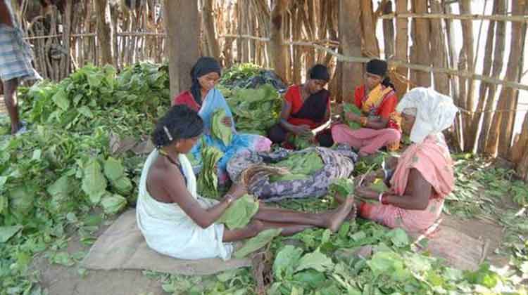 TENDU-LEAF-WORKERS-JOLTED-BY-ODISHA-GOVTS-DRASTIC-CUT-IN-BONUS-AMOUNT