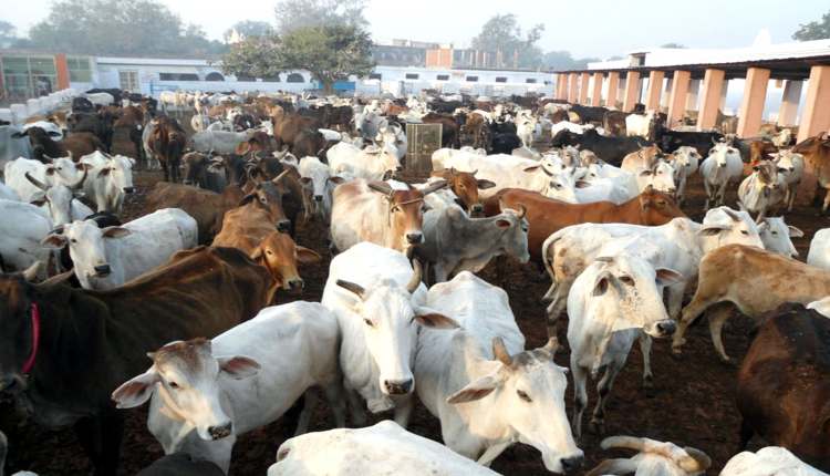 jharkhand cow shelter of cm and governor