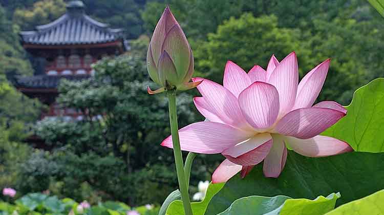lotus-is-not-the-national-flower-says-union-minister