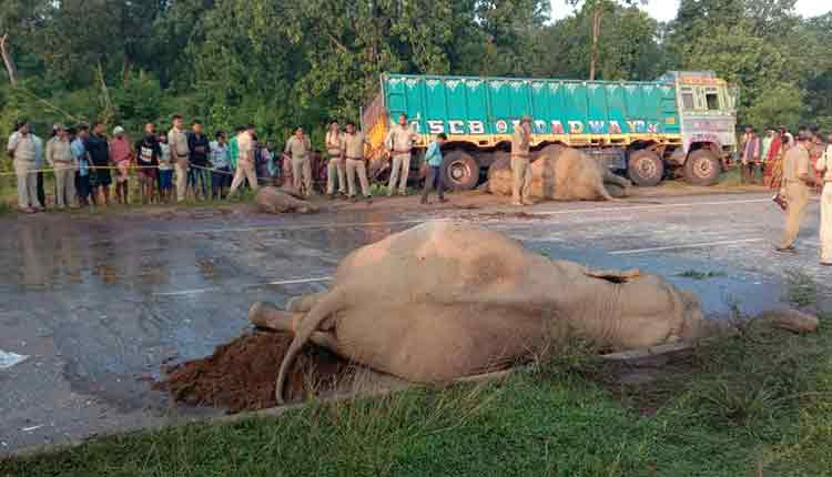 It-was-a-bus-and-not-the-overturned-truck-that-killed-three-elephants-in-keonjhar-odisha