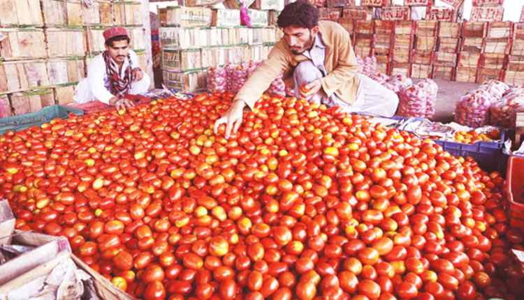 PAKISTAN TOMATTO