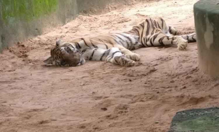 tigress-priyanka