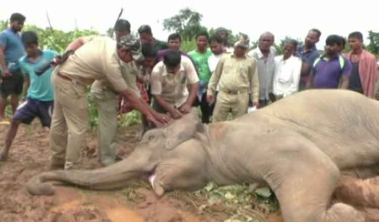 Sick-female-elephant-in-Banra-Kuamada-Forest-in-Banki-area-that-was-undergoing-treatment-dies