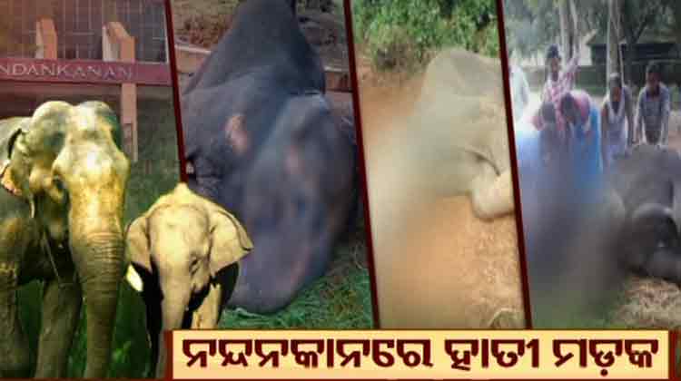elephant-death-in-nandankanan