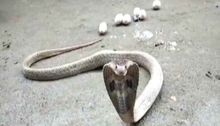 snake-rescue-from-baripada