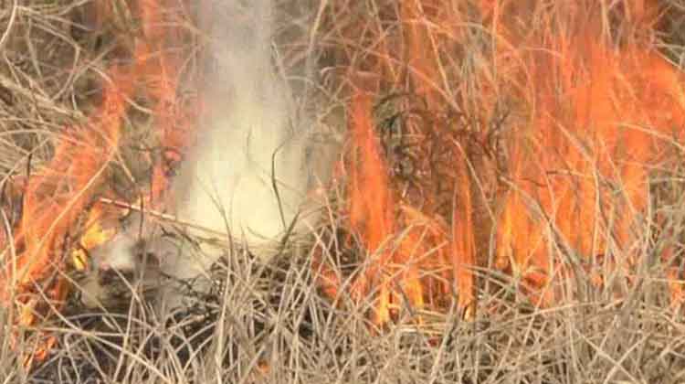 Farmer-of-Chulimal-village-in-Binika-area-torches-paddy-crops-cultivated-on-his-half-acre-of-farmland