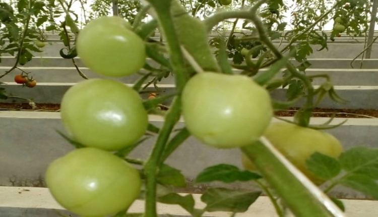 new tomatto species