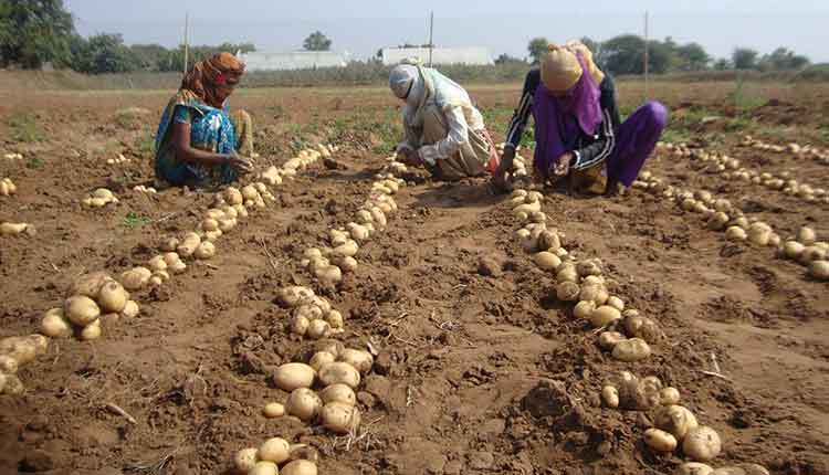 potato-mission-fail-in-odisha