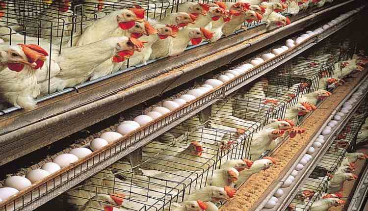 poultry-farming-india