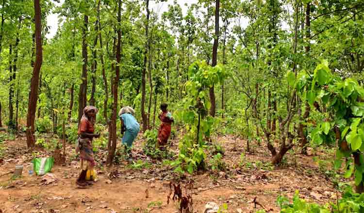 who-is-behind-sapling-scam-under-horticulture-dept