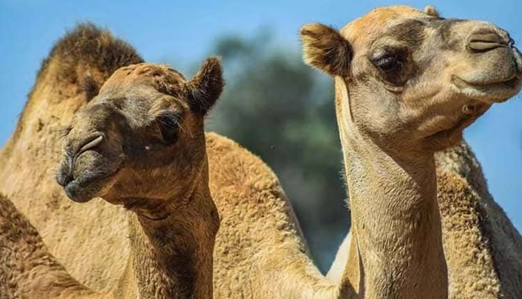 Camel