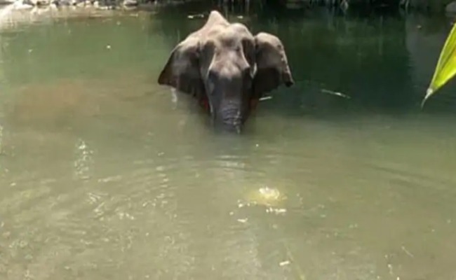 KERALA elephant