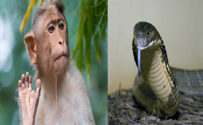 king-cobra-and-monkey