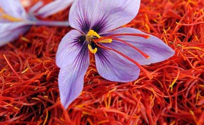 Saffron-farming (1)